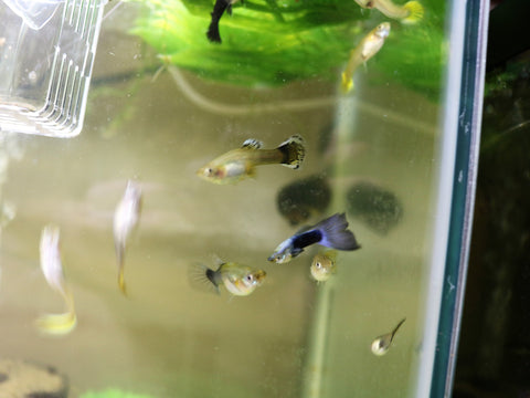 Guppies