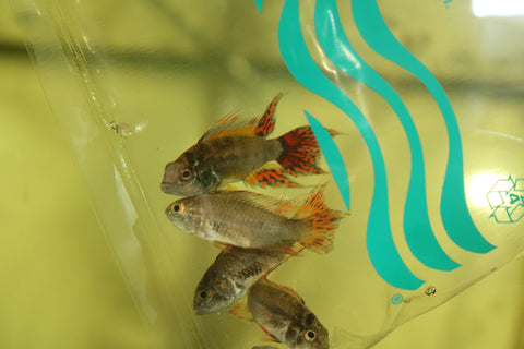 Apistogramma cacatuoides "Double Red"