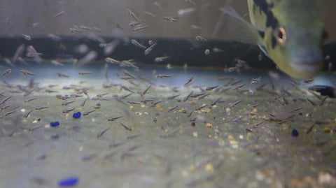 Wolf Cichlid (Dovii) Fry